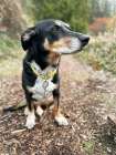 Mixed breed dog sitting on a hiking path. Art Print